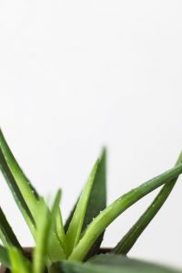 Aloe Vera - det naturlige mirakel