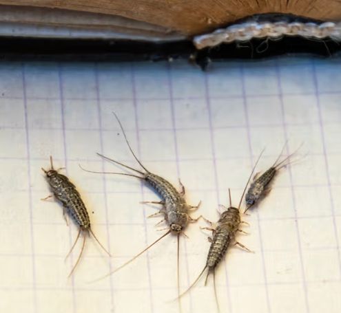 Skægkræ glostrup  sådan slipper du af med de ubudne gæster