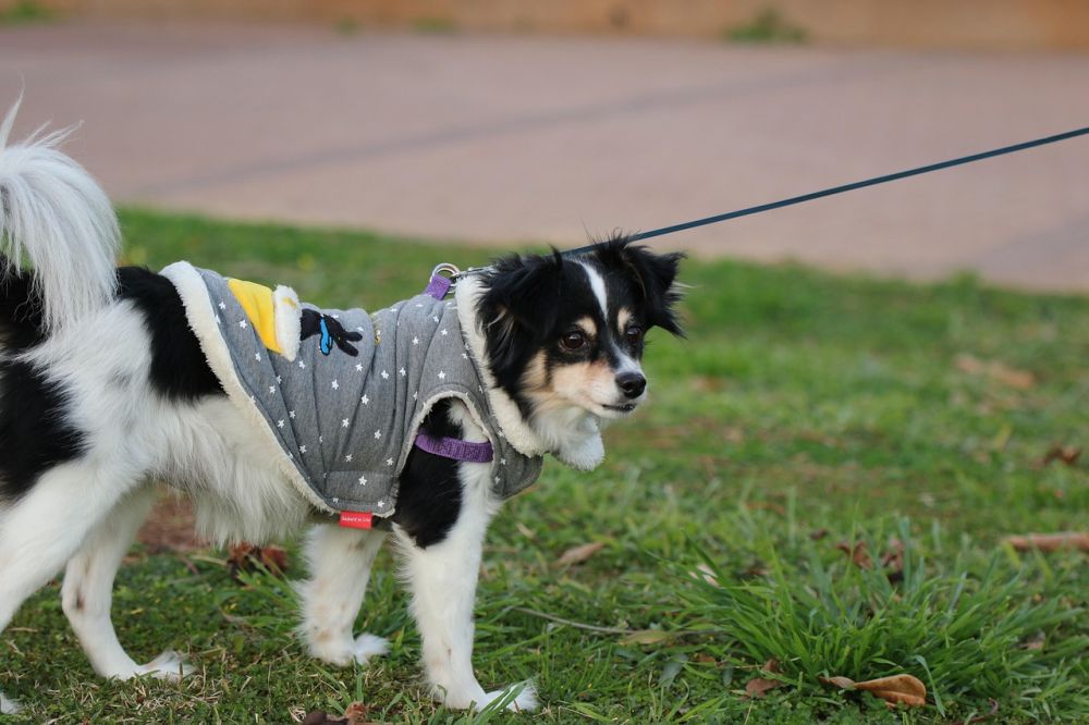 Dækkener til hunde: til kolde dage